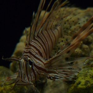 National Aquarium Washington