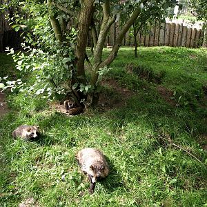 Munkholm Zoo - Raccoon dog exhibit