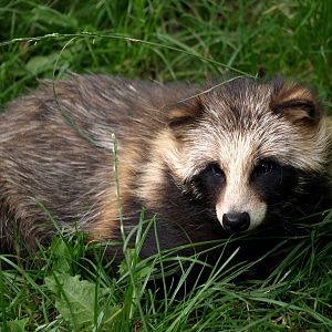Munkholm Zoo - Raccoon dog