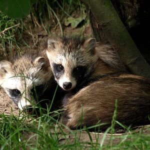 Munkholm Zoo - Raccoon dogs