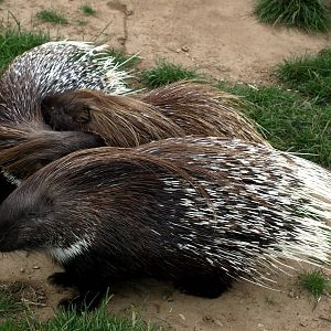 Munkholm Zoo - Southern African porcupines