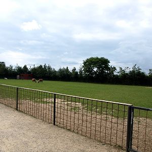 Munkholm Zoo - Pony paddock
