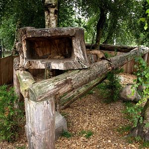 Munkholm Zoo - Ferret exhibit