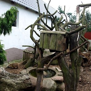 Munkholm Zoo - Coati exhibit