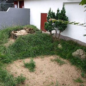 Munkholm Zoo - Mongoose exhibit