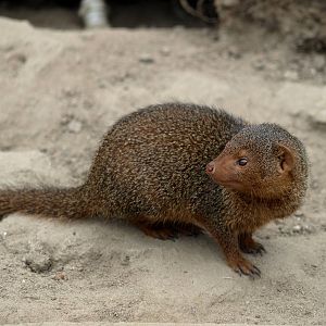 Munkholm Zoo - Dwarf mongoose