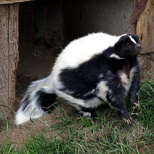 Munkholm Zoo - Striped skunk