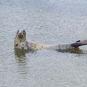 Grey Seal