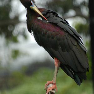 Abdim's Stork Preening