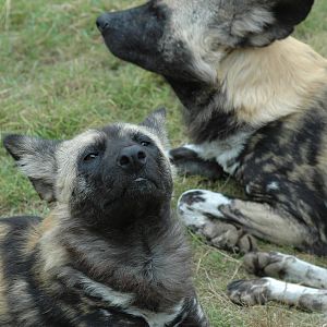 African Wild Dogs