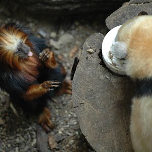 Golden Headed Lion Tamarin and Tamandua