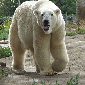 Polar Bear