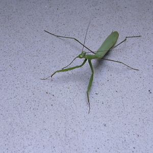 Praying mantis on stairs shark aquarium