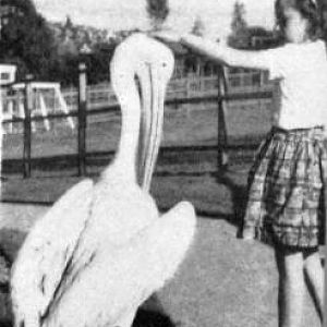 Percy the pelecan