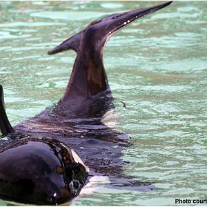 Nemo AKA Neptune Sun Bathing