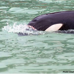 Nemo Playing with ring