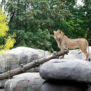 Predators of the Serengeti