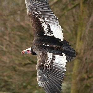 Ethel The White headed Vulture