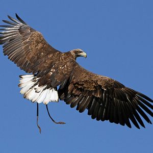 Mully our Male White Tailed Sea Eagle