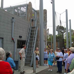 Jaguar/Lion enclosure at Elephant Odyssey