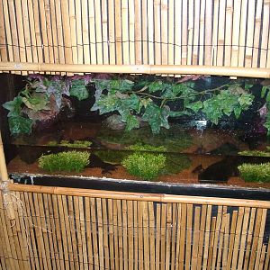 Newt tank at Tropical World 01/08/09