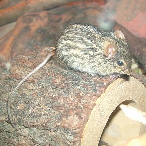 Grass Mouse at Tropical World 01/08/09