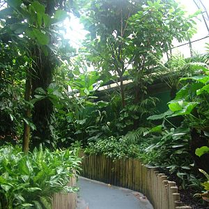 Rainforest area at Tropical World 01/08/09