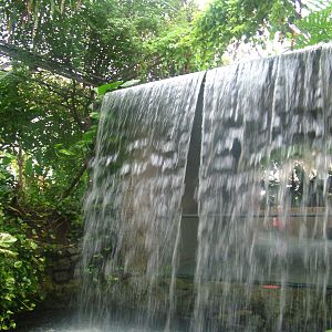 Waterfall at Tropical World 01/08/09
