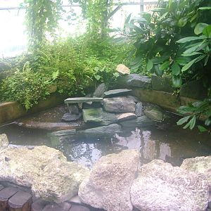 Red-eared Terrapin exhibit at Tropical World 01/08/09