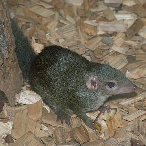 Common Tree Shrew at Tropical World 01/08/09