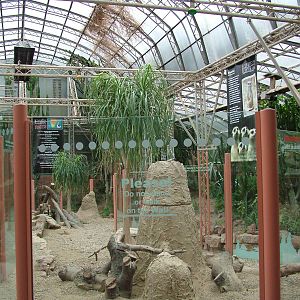 Part of the Meerkat exhibit at Tropical World 01/08/09