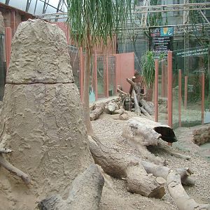 Part of the Meerkat exhibit at Tropical World 01/08/09