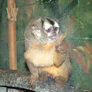 Bolivian Douroucouli at Tropical World 01/08/09