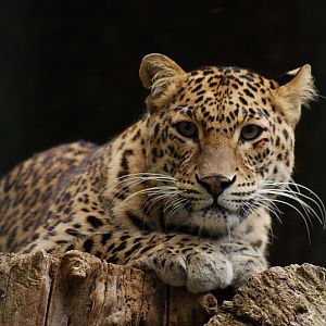 Indian leopard