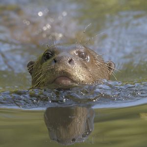 Giant otter swimming