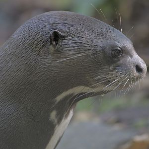 Giant otter