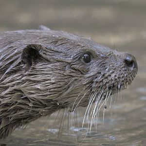 Eurasian otter