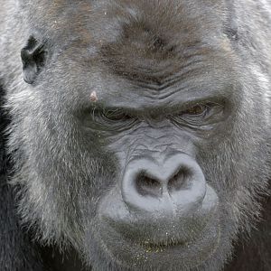 Lowland gorilla male Oumbi