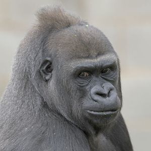 Lowland gorilla female Ozala