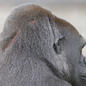 Lowland gorilla female Asante