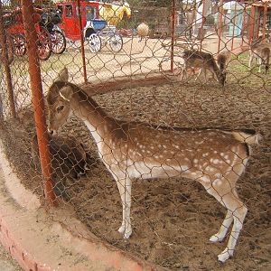 Fallow deer