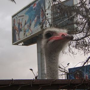 Ostrich