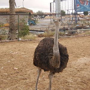 Ostrich