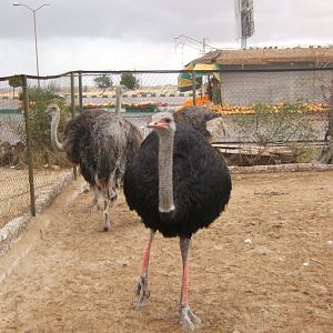Ostriches
