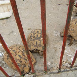 Tortoises