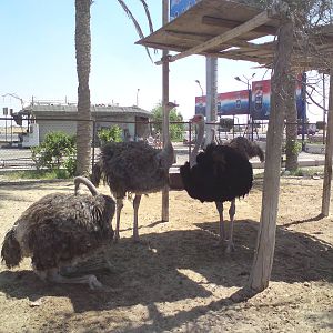 Ostriches