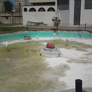 Flamingo pool