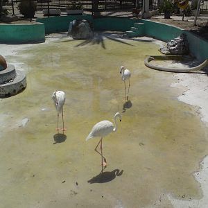 Flamingo pool