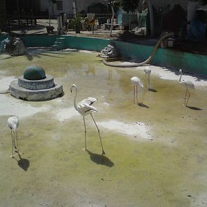 Flamingo pool