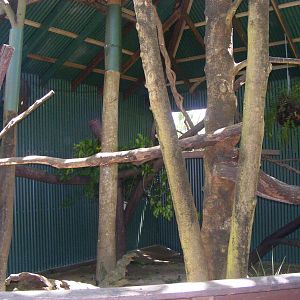 Lumholtz's Tree Kangaroo Exhibit - April, 2009
